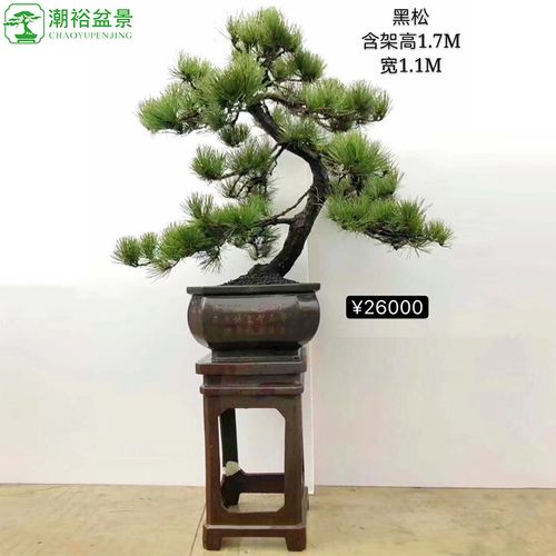 潮裕盆景名贵日本黑松老桩真树植物室内盆栽造型绿植大型摆件造景别墅
