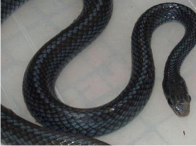 乌梢蛇功效与作用,乌梢蛇的副作用,乌梢蛇是什么,乌梢蛇图片_中华康网