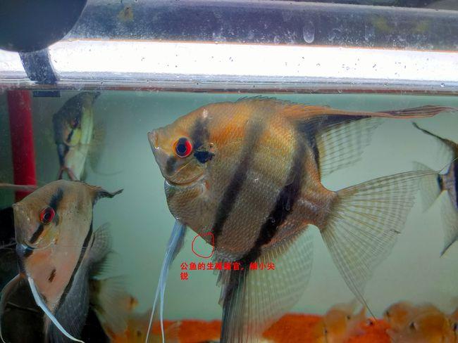 燕鱼公母区别图片