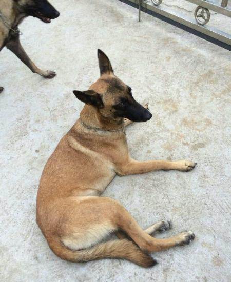 马犬马犬马犬便宜卖了