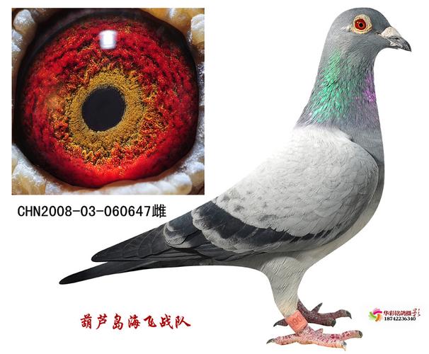 丹尼斯