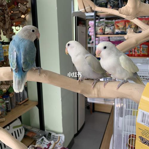 养牡丹鹦鹉小心踩坑_牡丹_面罩_小鸟当家攻略_黄桃_牡丹鹦鹉_宠物