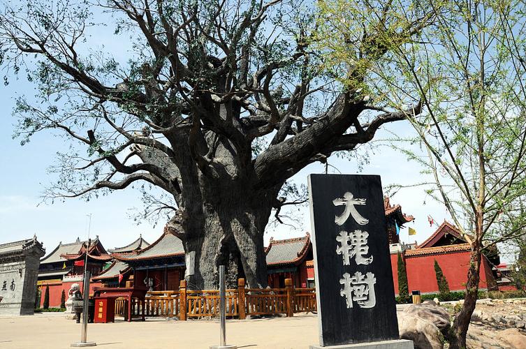 山西洪洞大槐树景区 资料图