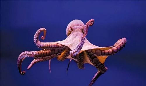 大海也发怒了韩国渔民发现32条腿的章鱼真是外星生物