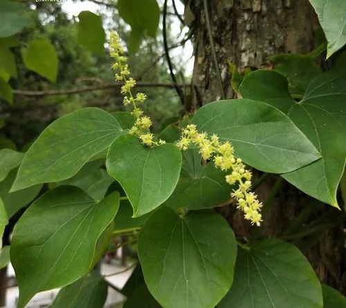 青风藤(青藤sinomenium acutum(thunb.)rehd. et wils.)