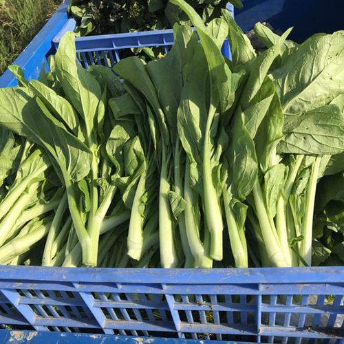 斤装包邮 4 湖北农家自种新鲜白菜苔绿菜薹白菜心原生态现摘现发