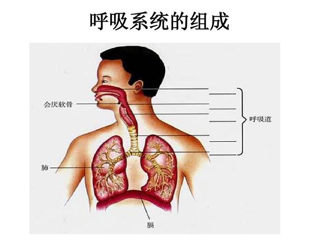 呼吸系统的组成 呼吸系统的组成