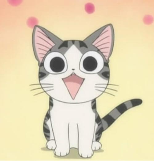 像小奇这样的小猫是什么品种啊?