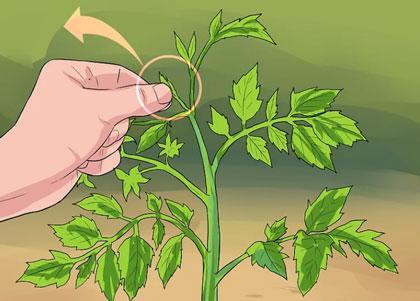 西红柿修剪图解西红柿怎么修剪枝叶