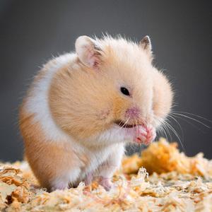 熊仔 仓鼠宝宝金丝熊活体虎纹熊奶牛熊眼圈熊 米熊黑白熊