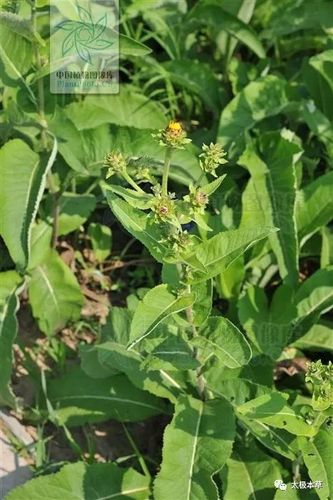 土木香,见过吗?理气止痛.主治慢性胃炎,胃肠功能紊乱