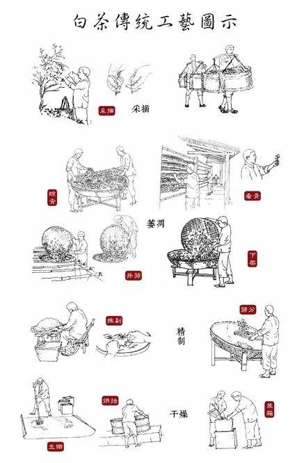 此物清高世莫知:松针与白茶的天作之合