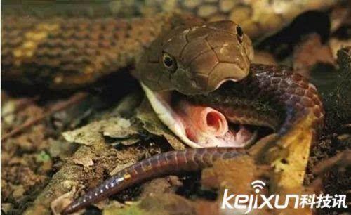 动物界十大毒王盘点 真正毒王竟然是它