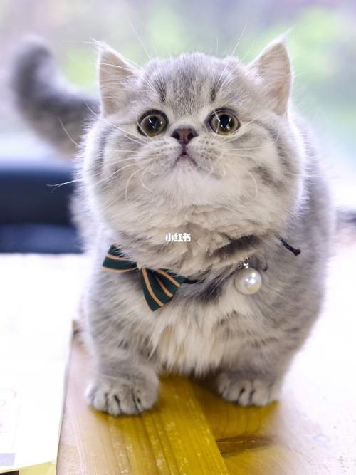 精品蓝虎斑曼基康矮脚猫_矮脚猫_曼基康_曼基康矮脚猫