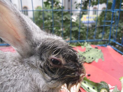 兔子老是拿爪子去扒脸,结果造成像是照片里一样的情况,看着恶心死了