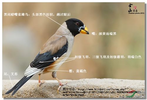 黑头蜡嘴雀的分布范围