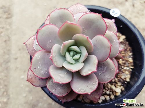 多肉植物凌波仙子