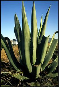 墨西哥的龙舌兰植物