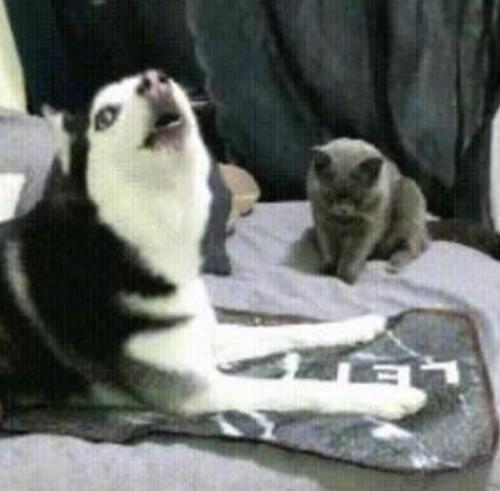 哈士奇被猫打了一巴掌,但二哈不敢惹猫咪,目光投向了