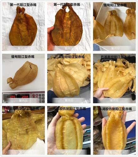 全网最全最详细的鱼胶品种大全(图解)05 - 赤嘴鳘鱼胶