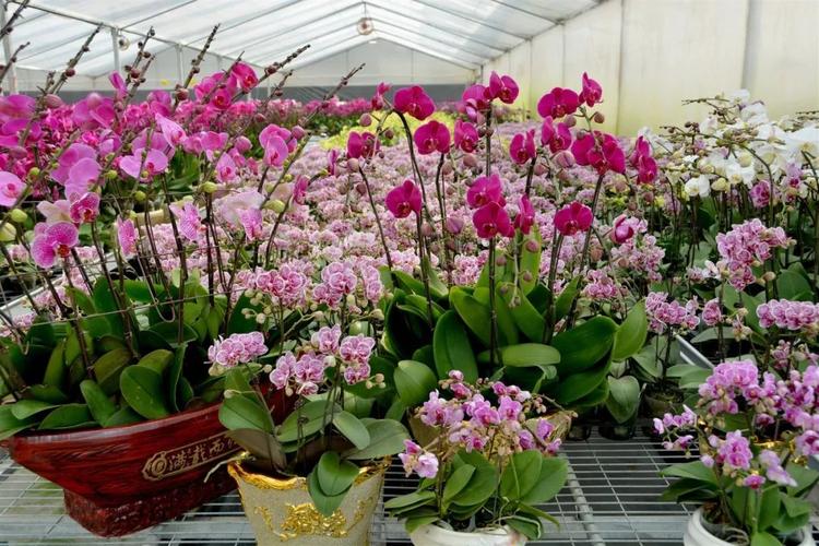 里水花市人气旺,蝴蝶兰花农忙出货!