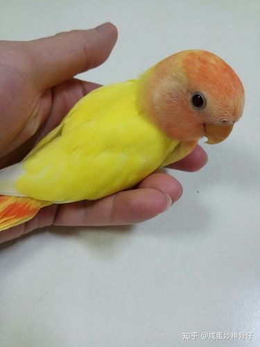 牡丹鹦鹉之红头黄化闪光