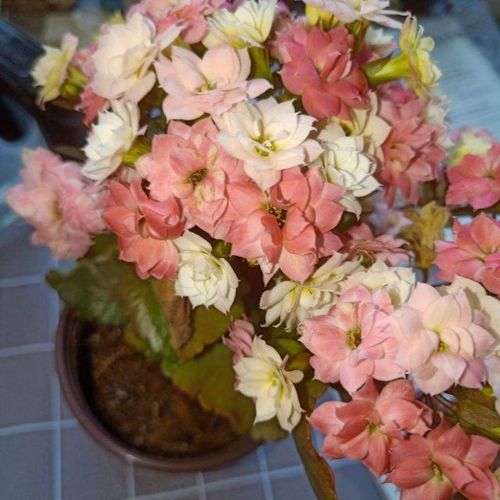 长寿花变色龙这个品种也是很多人都非常喜欢的品种之一