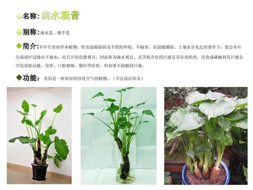 室内植物介绍ppt