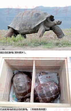 世界地图毛里求斯泰国放生民众将陆龟放入水中 龟活活淹死,毛里求斯
