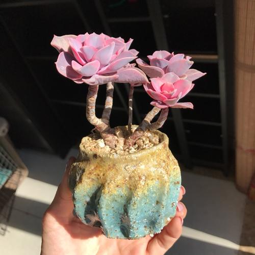 多肉植物彩虹老桩4