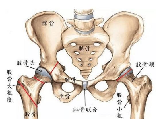 人体一共有206块骨头,可为什么中国人只有204块?那两块去哪了?