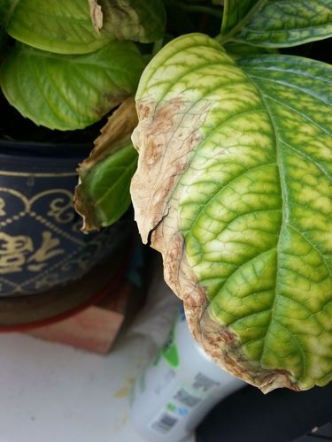 2回答 绣球花叶子枯叶可以剪掉吗?