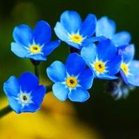 浪漫的多彩花朵,风景头像图片-回车桌面