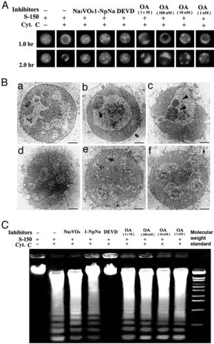 nucleoplasmin regulates chromatin condensation during apoptosis