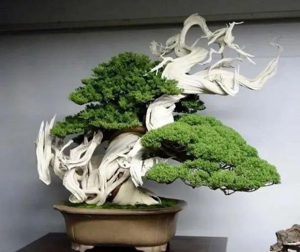 800年历史的日本著名盆景