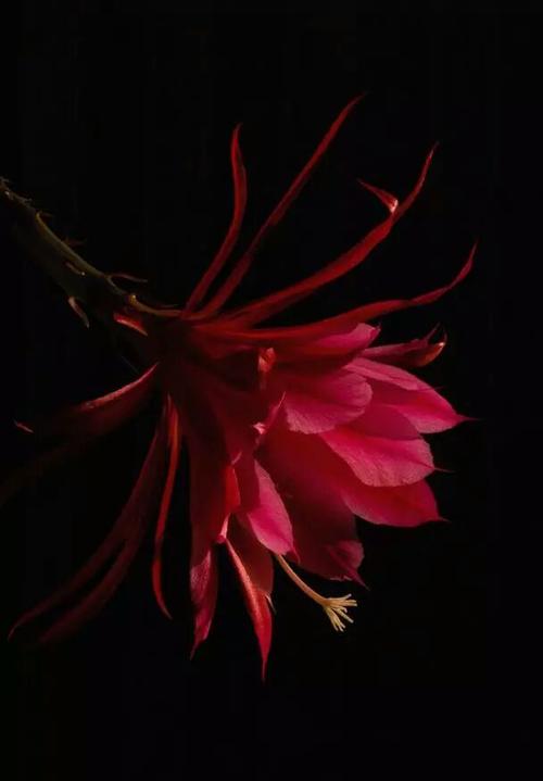 昙花一现,惊艳世界.