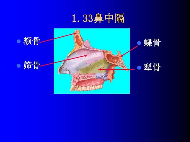 系统解剖学,骨学,ppt,复习 1.33鼻中隔 1.