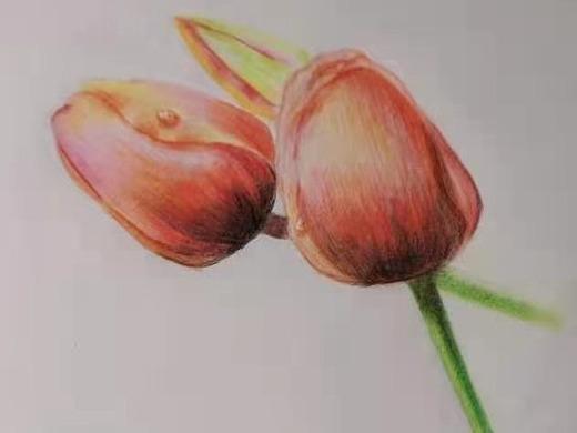 彩铅-郁金香