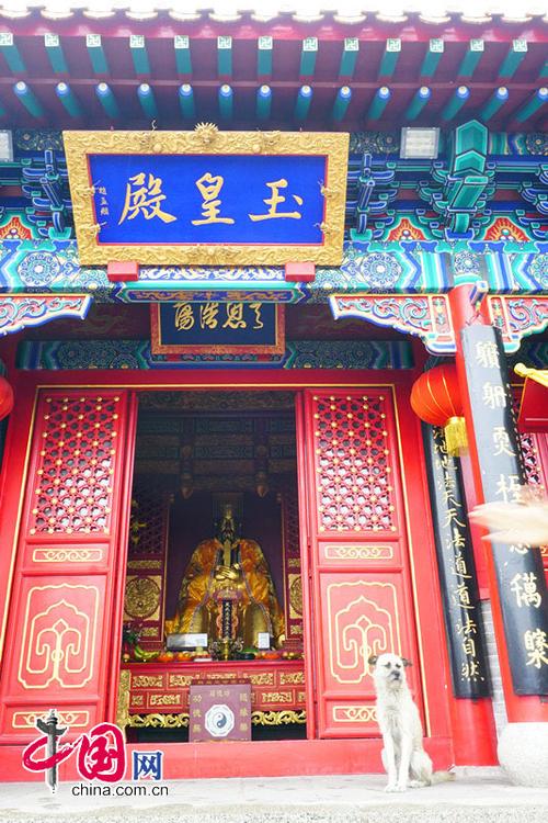 玉皇殿前站岗的"神犬".摄影:陈勇