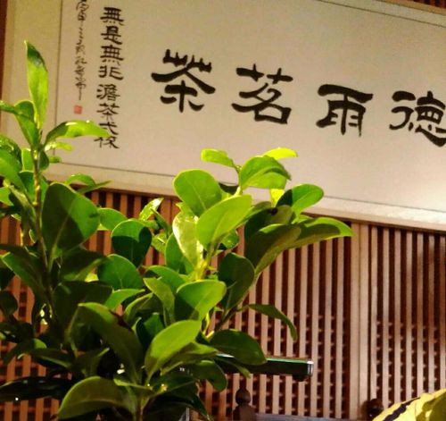 谈笑有鸿儒,往来无白丁!品德雨茶,谈天下事!