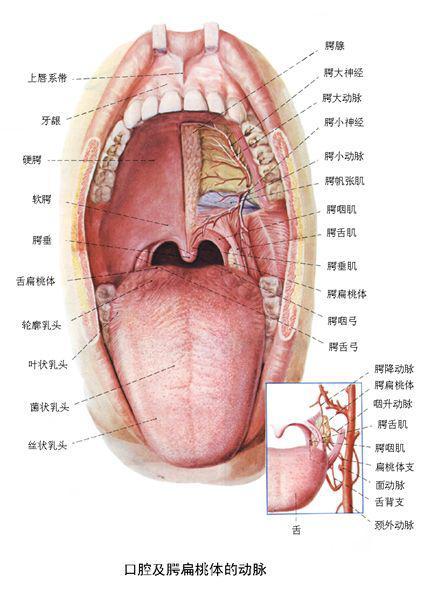 收藏消化系统解剖图谱