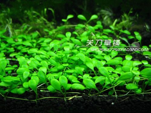 草皮 对叶矮珍珠 水族草皮 前景水草 关刀草铺自养100%水下叶 杀草场