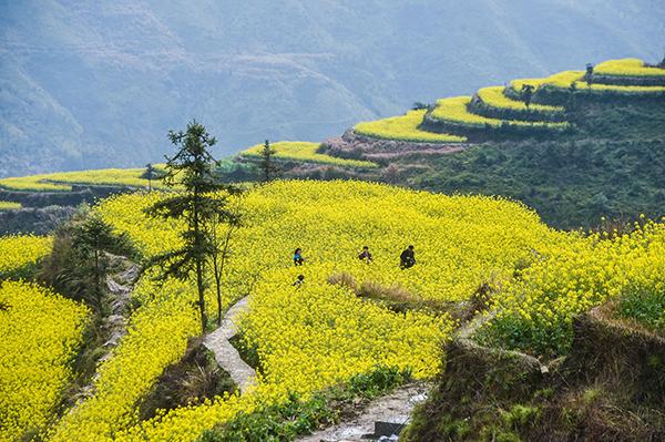 高山梯田油菜花助推"山村生态旅游"