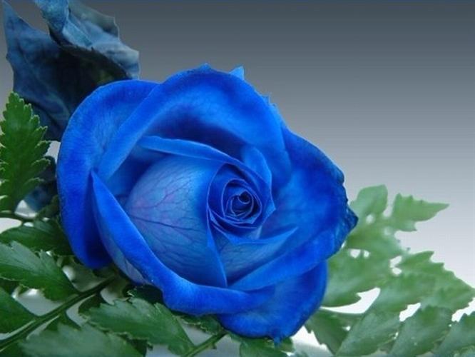 蓝玫瑰和蓝月季 - liuxiaofen104的日志 - 网易博客