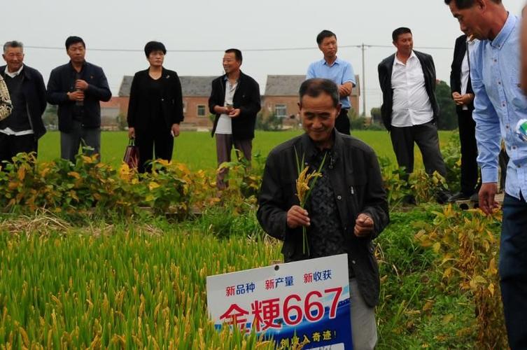 《金粳667 丰收有保障》江苏滨海富裕种业有限公司总经理王立新向您