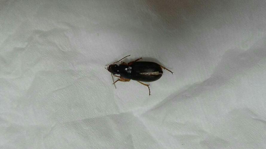 求助,厨房出现虫子,不知道是不是蟑螂,谁认识啊!