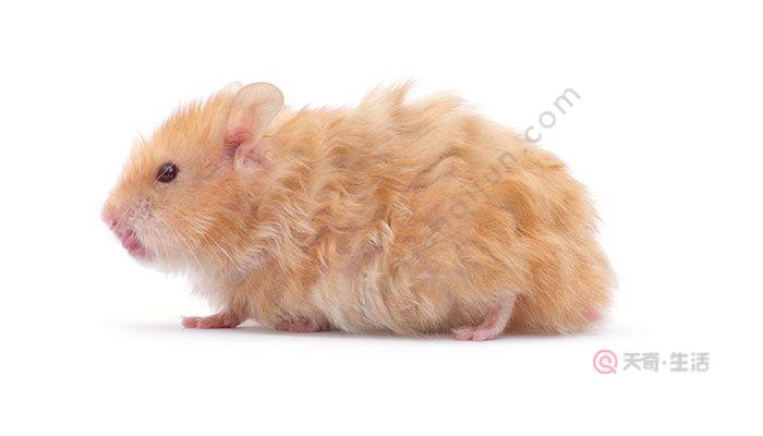 金丝熊吃什么 金丝熊吃什么食物