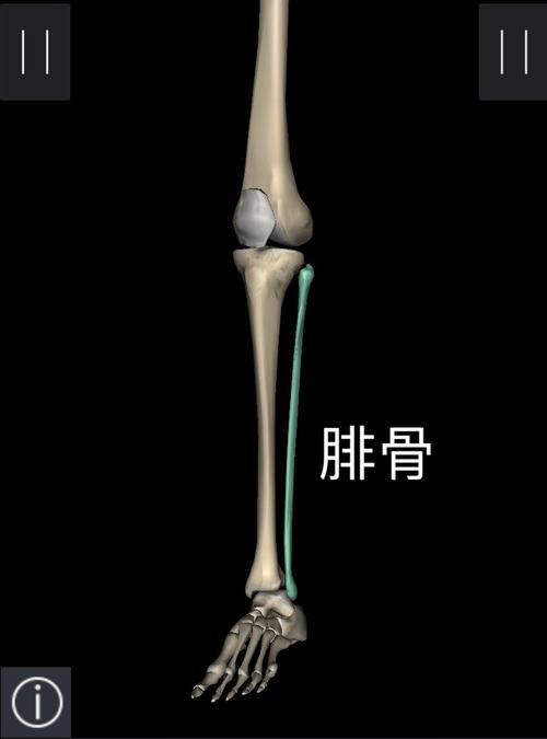 胫骨 腓骨