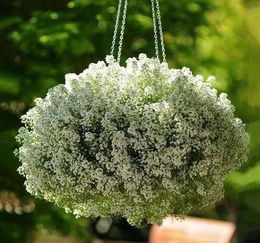 怎样养出好的阳台盆栽香雪球