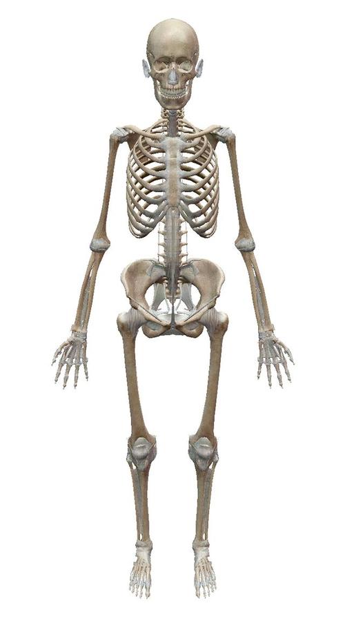 容易 脑面颅骨二十三,躯干总共五十一 四肢一百二十六,全身骨头基本齐